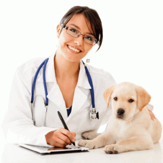 ASISTENTE VETERINARIO